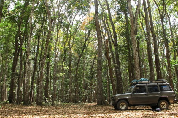 Sudut-sudut Cantik Taman Nasional Alas Purwo, Banyuwangi