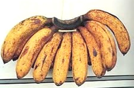 banana https://yoalearn.blogspot.com/2019/03/banana.html