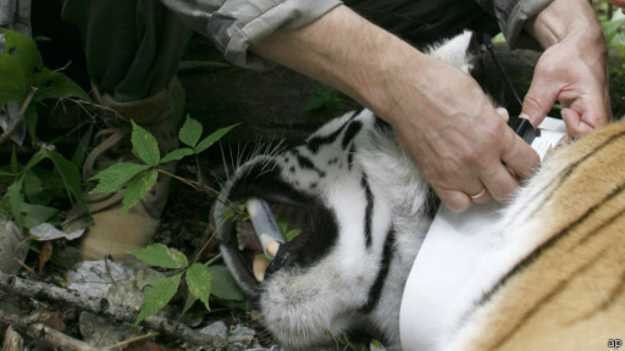 Harimau yang Dibebaskan Putin Menyeberang ke China