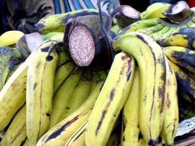 Pisang Kepok dan Pisang Raja, Paling Populer Diolah Jadi Aneka Penganan