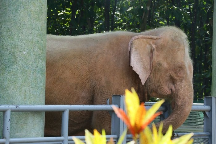 Gajah Putih Ternyata Sungguhan Ada, Tapi Bukan di Thailand