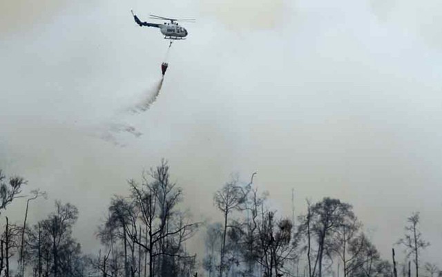 Kabut Asap di Riau, Pembakar Hutan Dihukum 1 Tahun Penjara