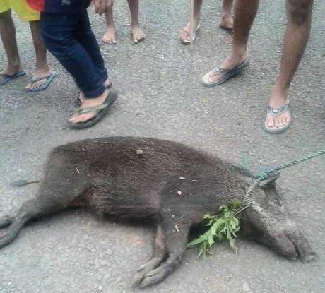 Babi Hutan Ngamuk di Perumahan, Tiga Warga Terluka