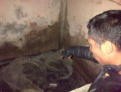 Polisi dan BKSDA Sita Puluhan Satwa Dilindungi dari Dua Desa