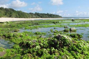 Pantai di Banyuwangi Ini Punya Permadani Hijau