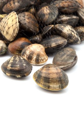 Agar Terhindar dari Keracunan Perhatikan 4 Hal Ini Saat Mengolah Kerang