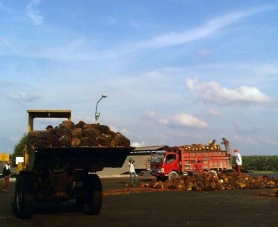 Perusahaan Ini Latih 45 Petani Sawit Liar Agar Dapat Sertifikat