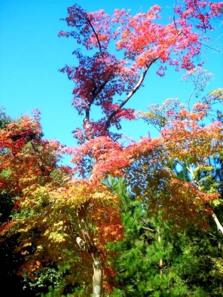 Melihat Pohon Berdaun Pink di Jepang