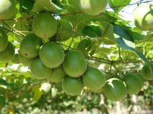 Lo Han Kuo, Pemanis Alami untuk Minuman yang Baik Bagi Penderita Diabetes