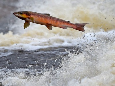 Ketika Ikan Salmon Mudik