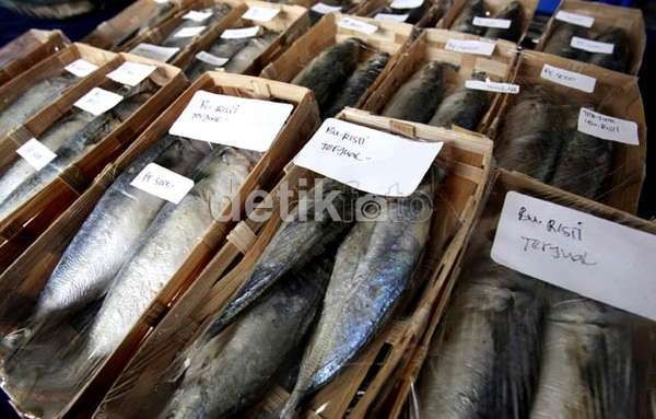 Menteri Susi Bidik Setoran Perikanan Naik 500%, Ini Kata Menko Maritim