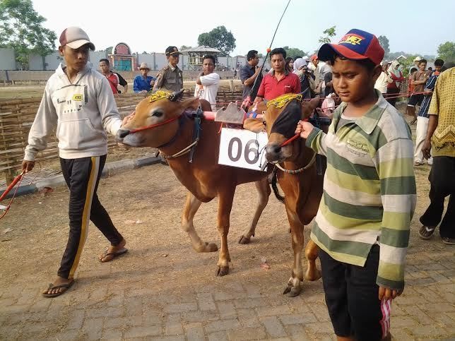 Agus Marto Ajak 23 Delegasi Bank Sentral Nonton Karapan Sapi