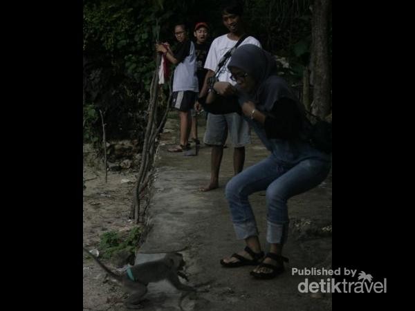 Saat ke alam bebas, kita sering berjumpa monyet. Tapi banyak juga lho monyet galak. Misalnya di Pantai Siung, Gunungkidul, menuju spot climbing. Tiba-tiba monyet di sana mendadak mendekat, turis pun kaget bukan kepalang. Saat ke alam bebas, kita sering berjumpa monyet. Tapi banyak juga lho monyet galak. Misalnya di Pantai Siung, Gunungkidul, menuju spot climbing. Tiba-tiba monyet di sana mendadak mendekat, turis pun kaget bukan kepalang.