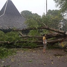 Pohon Beringin Tua Roboh Timpa Pendopo Agung Trowulan
