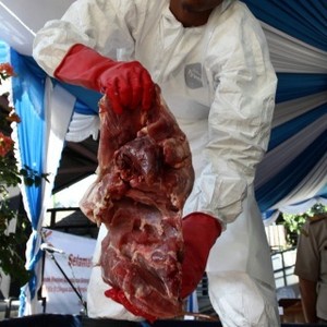 Kasus Temuan Daging Celeng di Merak, Barantan Sita 27 Karung