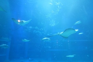 Menikmati Dalamnya Laut Tanpa Harus Basah di Osaka