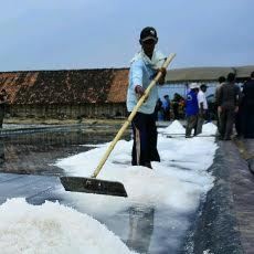 Dampak Kemarau Panjang, Produksi Garam di Lamongan Meningkat