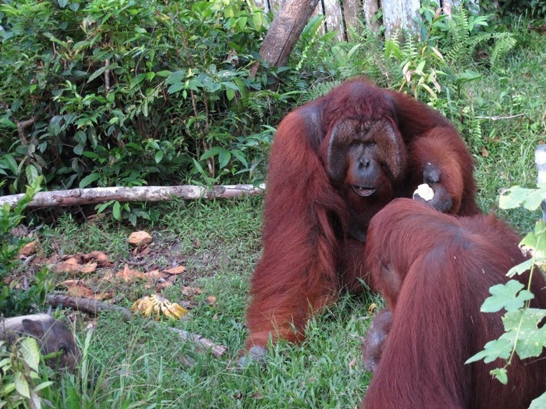 5 Hutan Di Indonesia Dengan Hewan Endemik Paling Unik Halaman 4