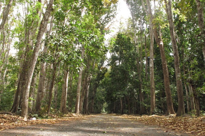 Wisata Hutan, Kemana Enaknya?