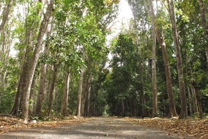 Wisata Hutan, Kemana Enaknya?