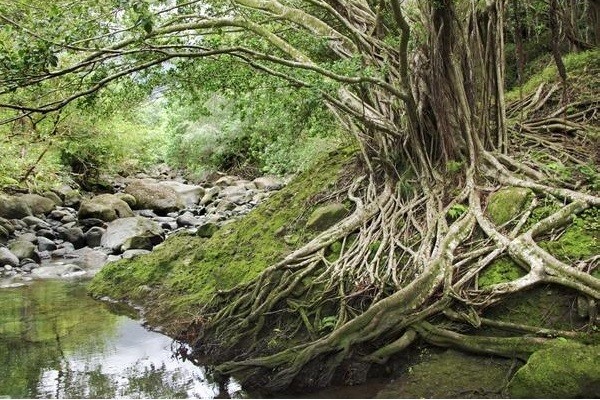 7 Hutan Paling Berhantu di Dunia