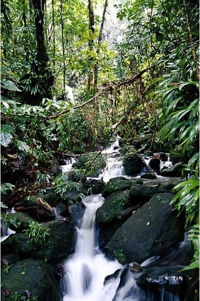 7 Hutan Paling Berhantu di Dunia 7 Hutan Paling Berhantu di Dunia