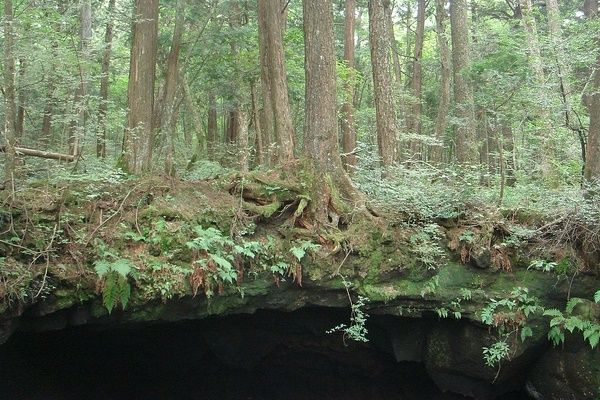 Menelusuri Fakta Aokigahara Hutan Bunuh Diri Di Jepang 