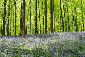 Eropa Punya Hutan Berwarna Biru