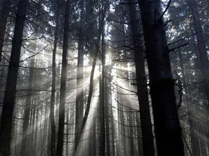 Misteri Hutan Hitam di Jerman