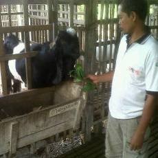 Kambing Etawa Tulungagung Dikenal Mahal dan Sabet Juara Nasional