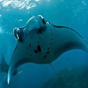 Pari Manta yang Dipercaya Sebagai Obat Kuat Ada di Pulau Komodo Hingga Raja Ampat