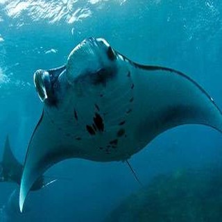 Penangkap Ikan Obat Kuat Pari Manta Bisa Didenda Rp 1,5 Miliar dan Penjara 6 Tahun