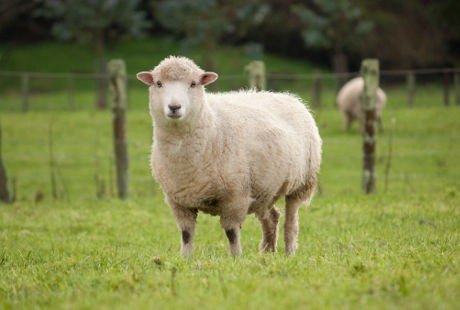 Mengaku Stres, Pria Ini Tertangkap Basah Tengah Bercinta dengan Domba