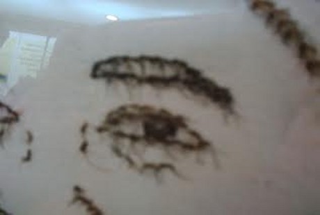 Gambar Lukisan Nyamuk Aedes | Cikimm.com
