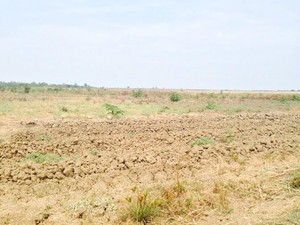 1.000 Hektar Sawah di Brebes Kering, Ini Langkah Mentan Amran