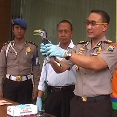 Polisi Amankan 5 Ekor Burung Kangkareng Paruh Besar di Jember