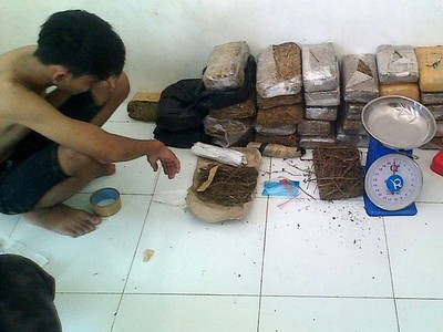 BNN Amankan 64 Kilogram Ganja