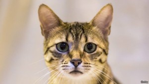 Orang Swiss Ternyata Suka Makan Daging Anjing dan Kucing