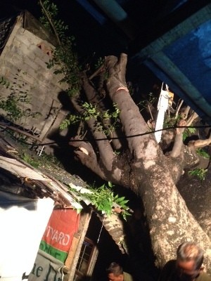 Pohon Setinggi 20 Meter Tumbang Menimpa 3 Rumah di Matraman