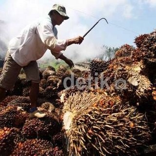 Harga Masih Anjlok, Ekspor Sawit Tetap Bebas Bea Keluar