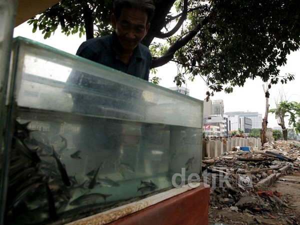 Kios Dibongkar, Pedagang Ikan Hias Tetap Jualan