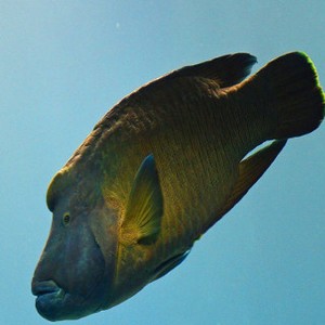 Diekspor Hidup-hidup, Harga Ikan Napoleon Makin Mahal