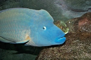 Pakai Racun, Cara Nelayan Tangkap Ikan Raja Napoleon