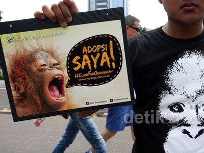 Aksi Lindungi Orangutan