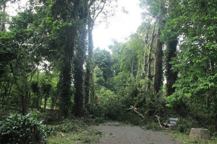 Ini Penampakan Pohon Tumbang di Kebun Raya Bogor Akibat Angin Kencang
