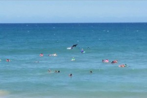 Hiu Lompat dari Air di Tengah Kontes Selancar di Australia