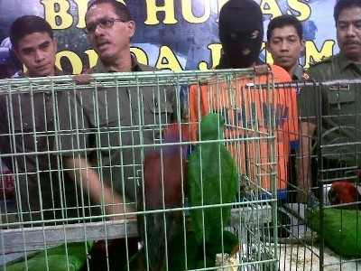 WN Taiwan Diamankan Selundupkan Burung Bayan Via Pesawat