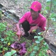 Bunga Bangkai Gegerkan Warga Lamongan