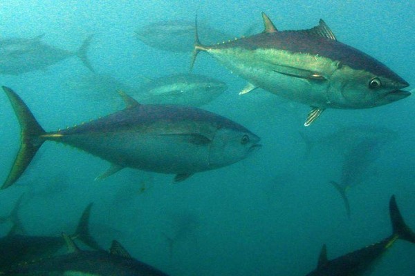 Populasi Terus Berkurang, Mulai 2015 Penangkapan Tuna Jenis Ini Dibatasi
