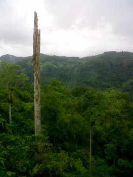 Melihat Keanehan di Gunung Karuhun dari Pohon Pinus yang Tersambar Petir